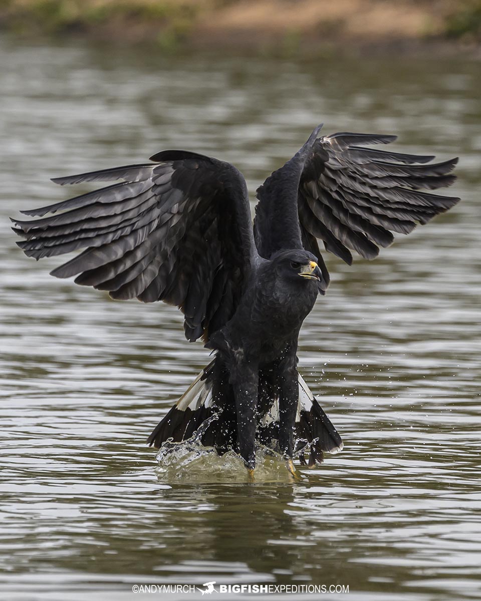 Great black hawk catching piranhas.