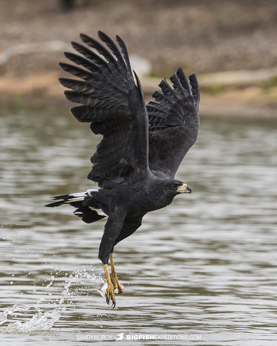 Great black hawk catching piranhas.