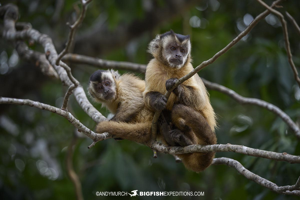Hooded Capuchin Monkeys at Santa Rosa Lodge in the Pantanal.
