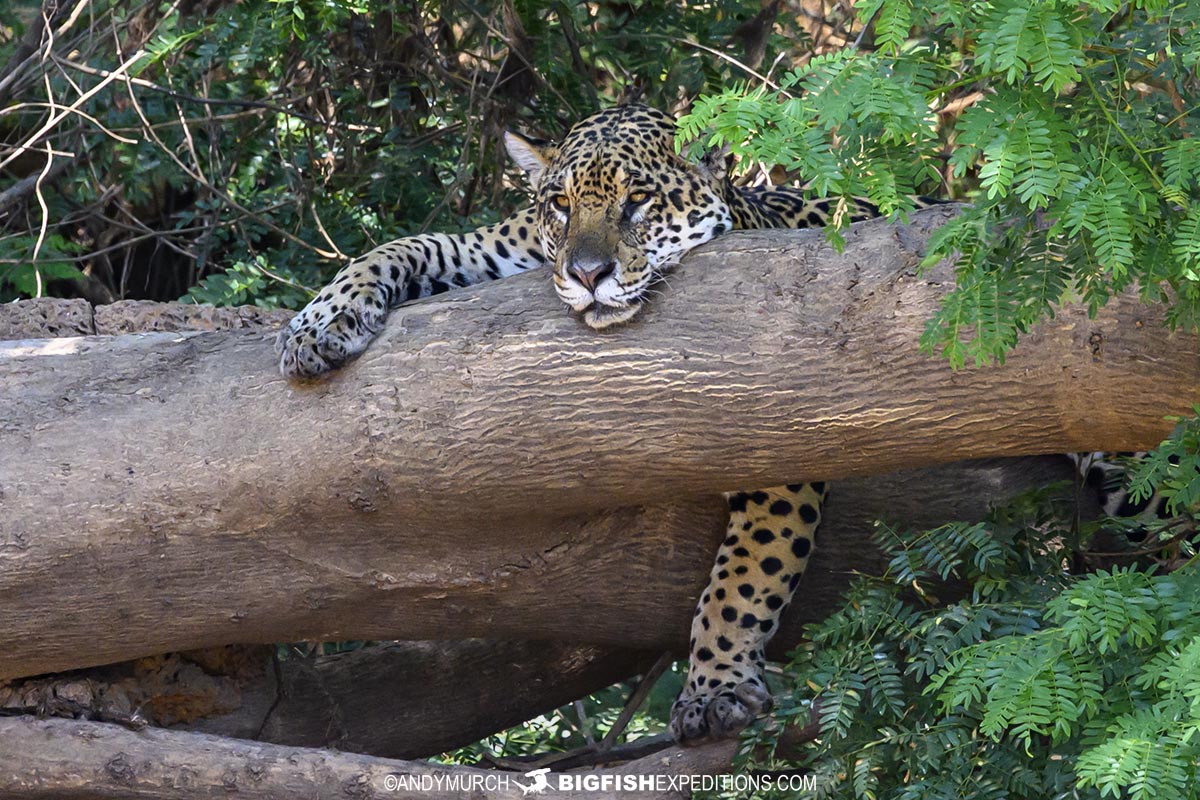 Ibaca a jaguar sleeping by the Cuiaba River.