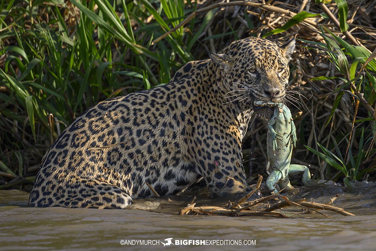 Jaguar eating an iguana.