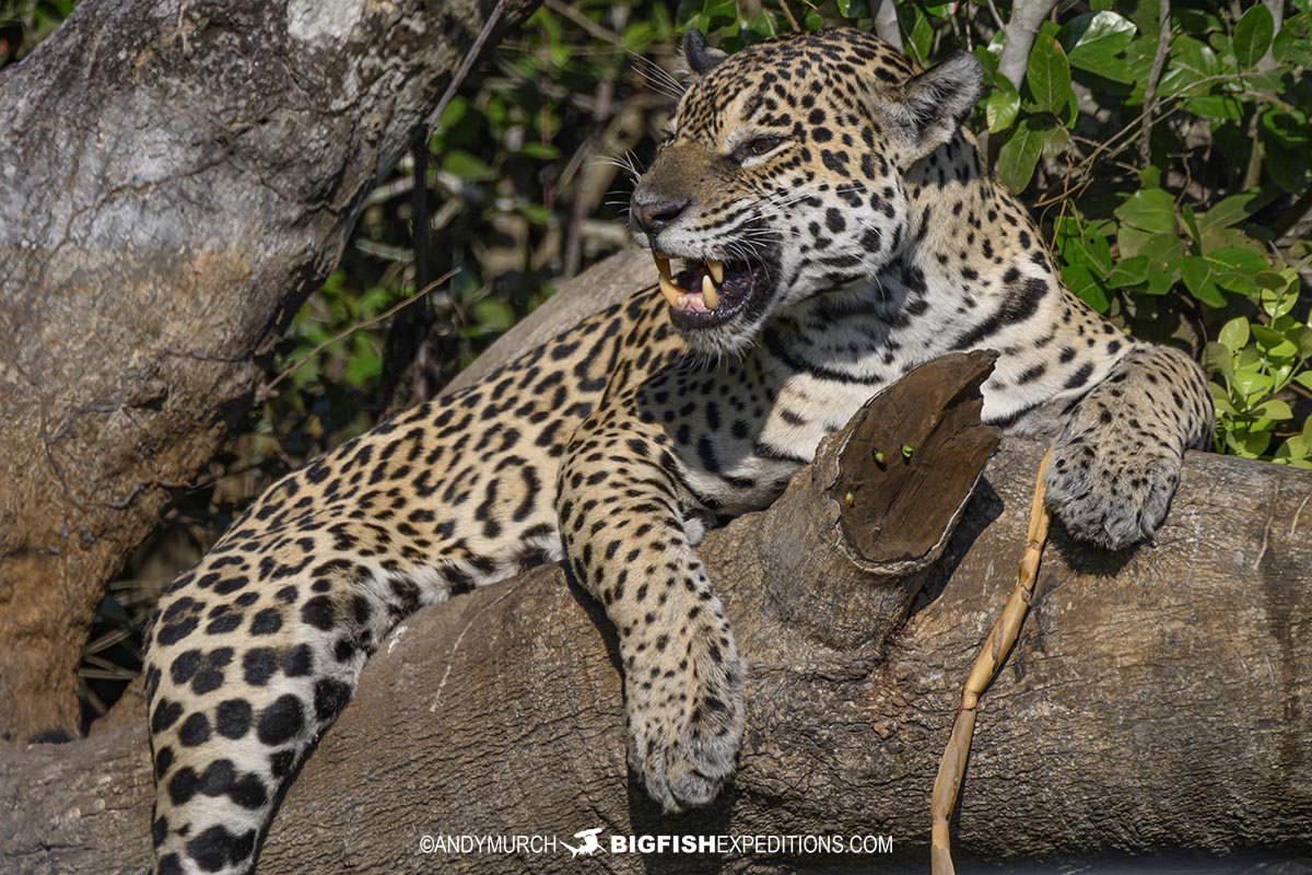Jaguar photography tour in the Pantanal