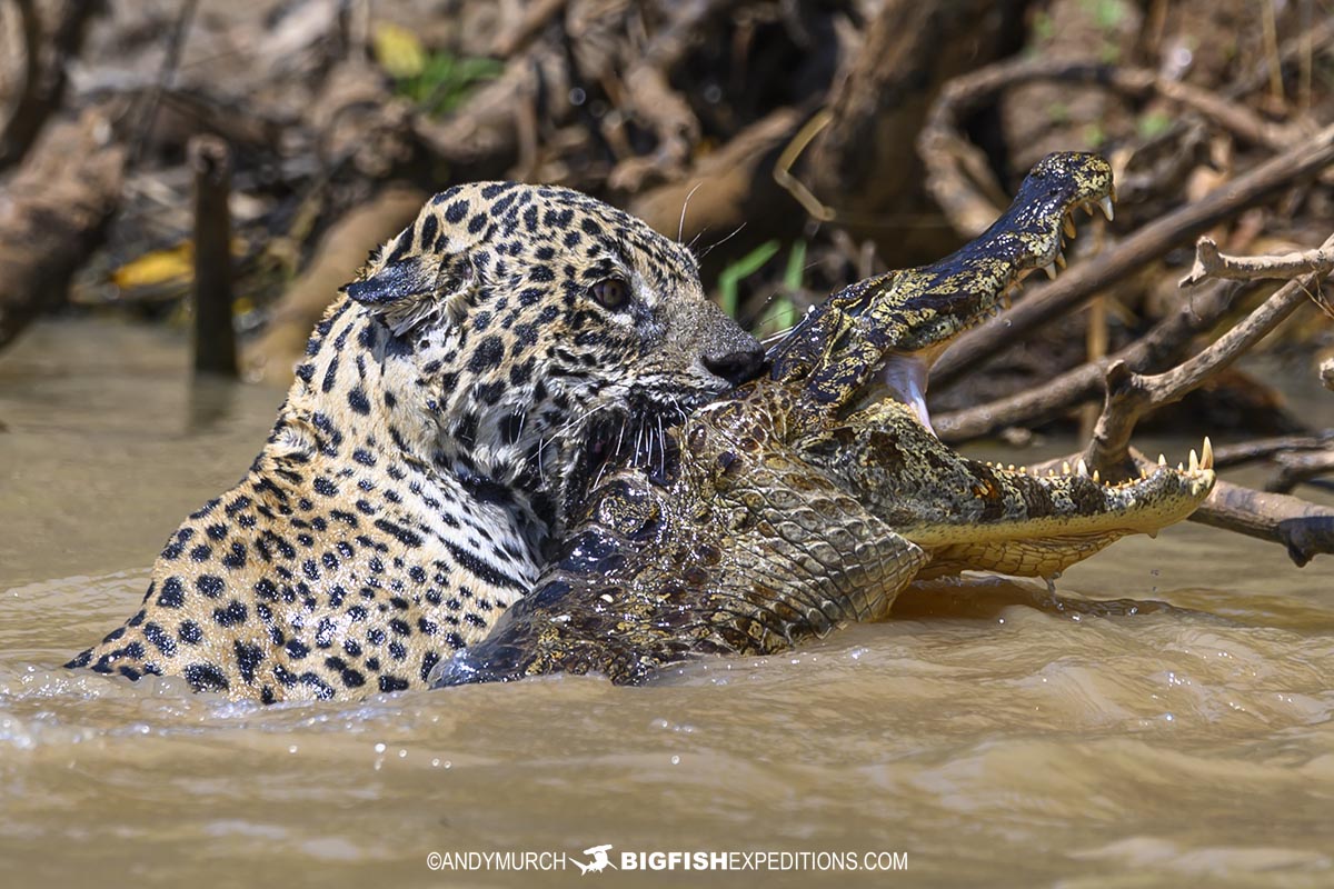 Jaguar predation. Jaguar attacking a caiman in the Pantanal.