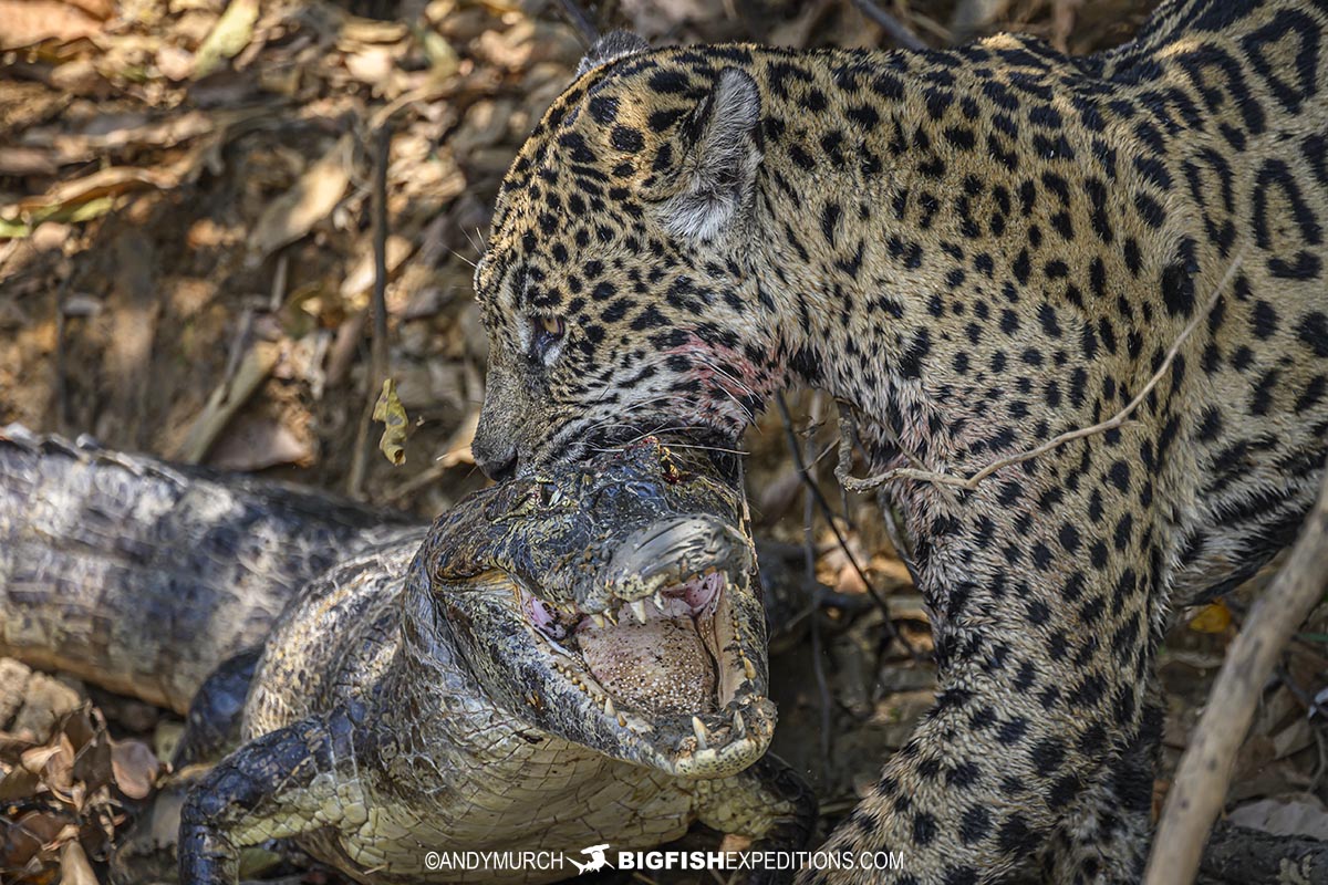 Jaguar predation. Jaguar attacking a caiman in the Pantanal.