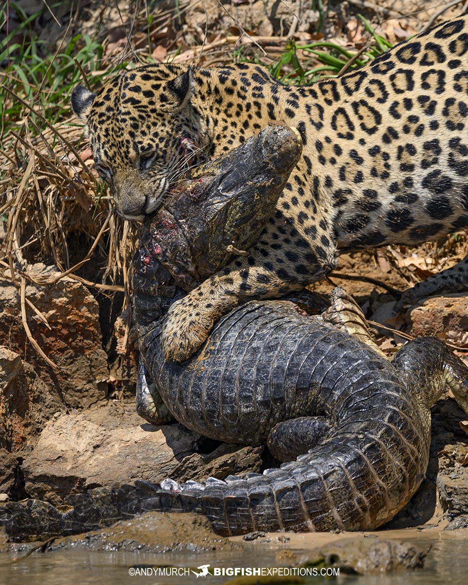 Jaguar predation. Jaguar attacking a caiman in the Pantanal.