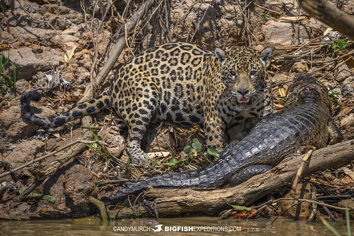 Jaguar predation. Jaguar attacking a caiman in the Pantanal.