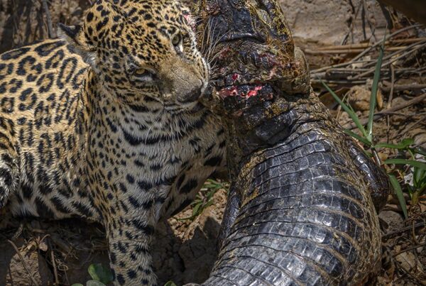 Jaguar predation. Jaguar attacking a caiman in the Pantanal.