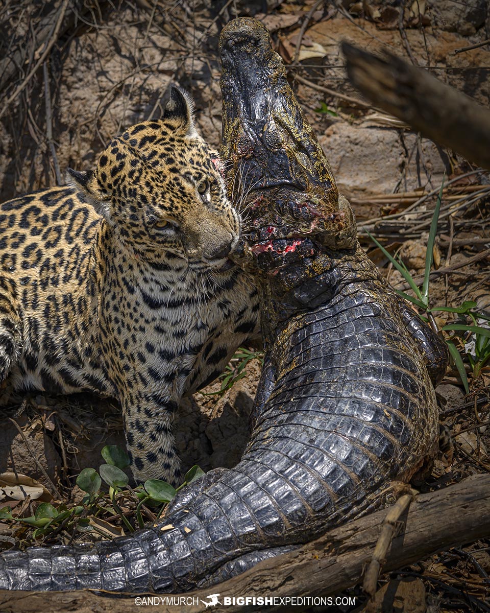Jaguar predation. Jaguar attacking a caiman in the Pantanal.