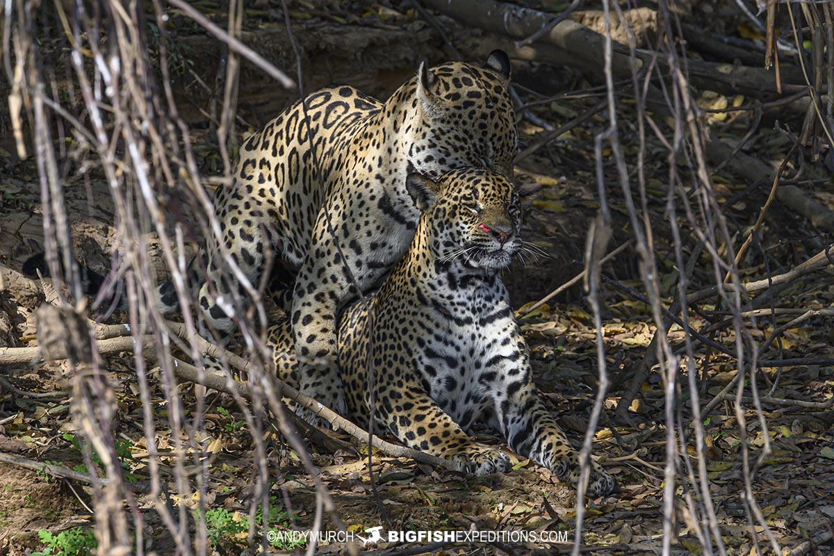 Jaguars mating in the Pantanal.