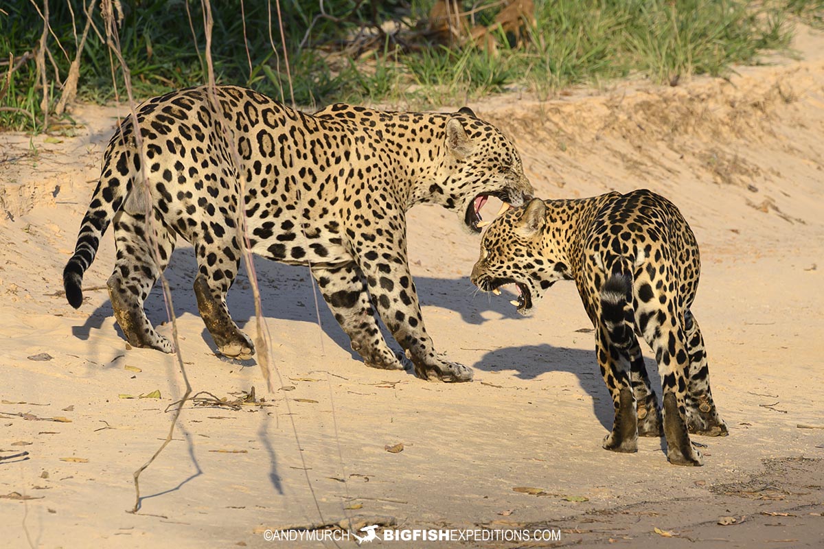 Jaguars mating in the Pantanal.