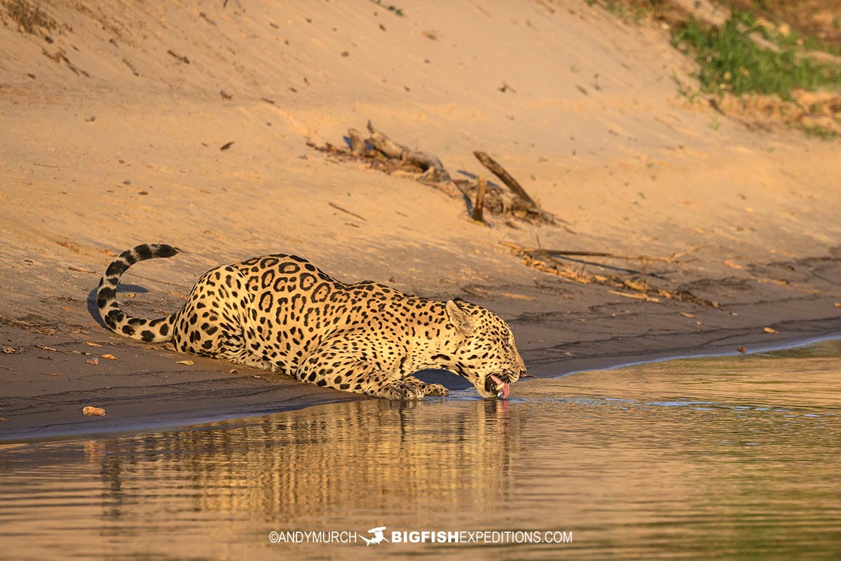 Jaguar drinking
