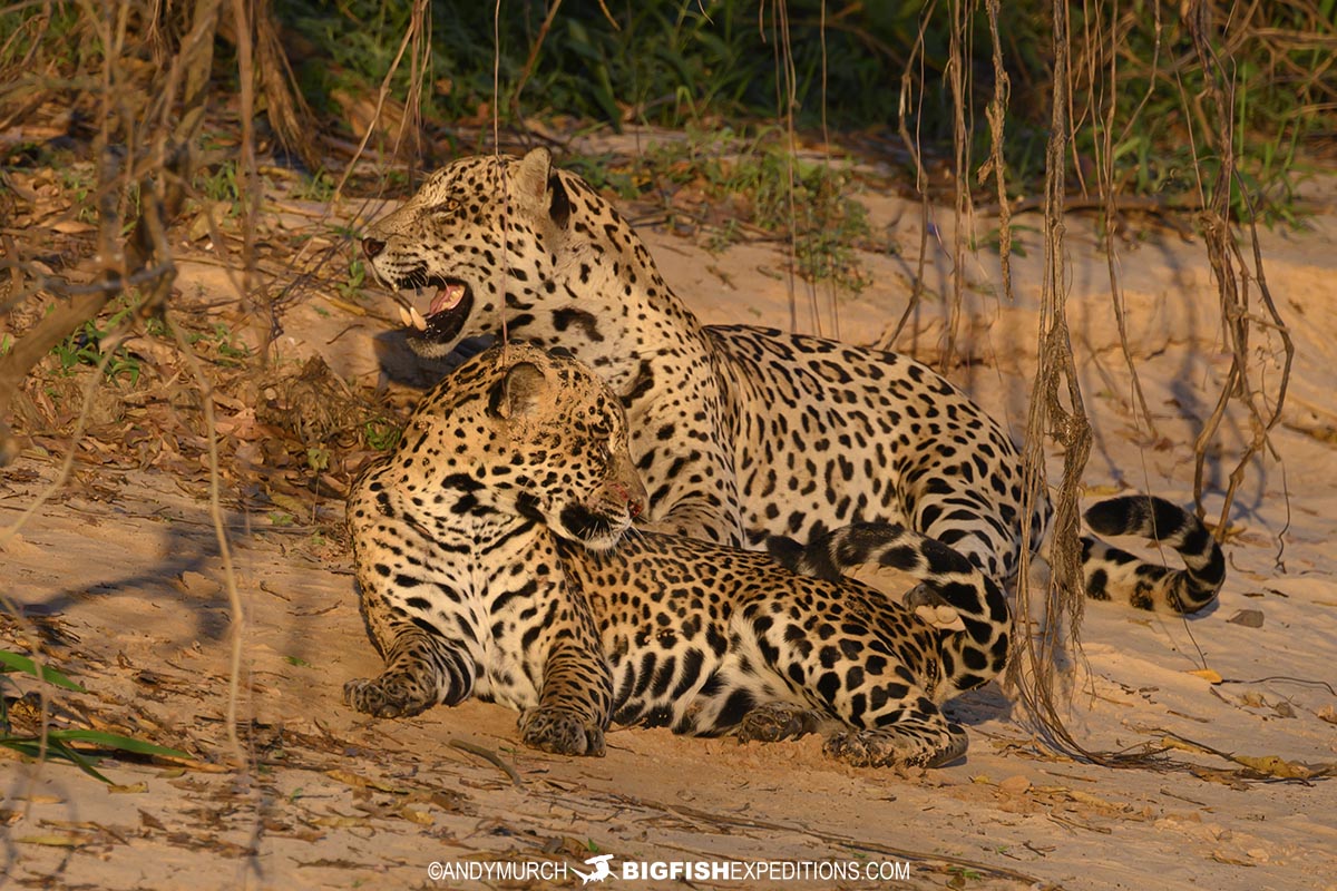 Jaguars mating in the Pantanal.