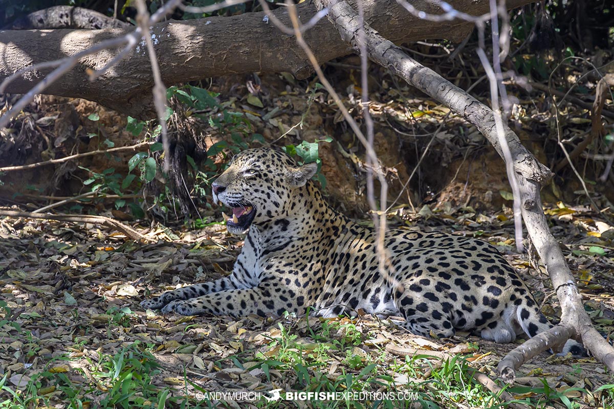 Jaguar guarding its mate.
