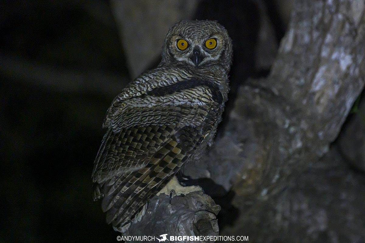 Juvenile great horned owl.