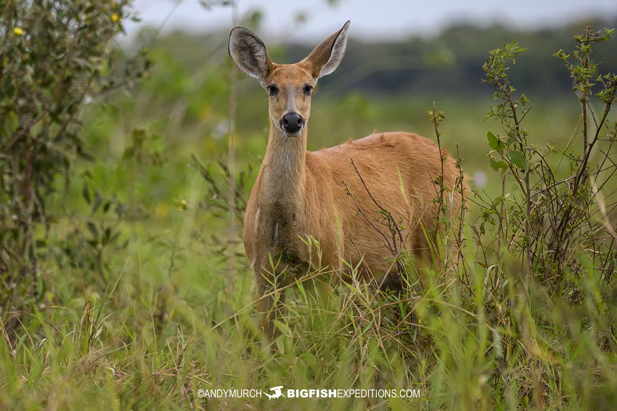 Marsh Deer in the Pantanal.