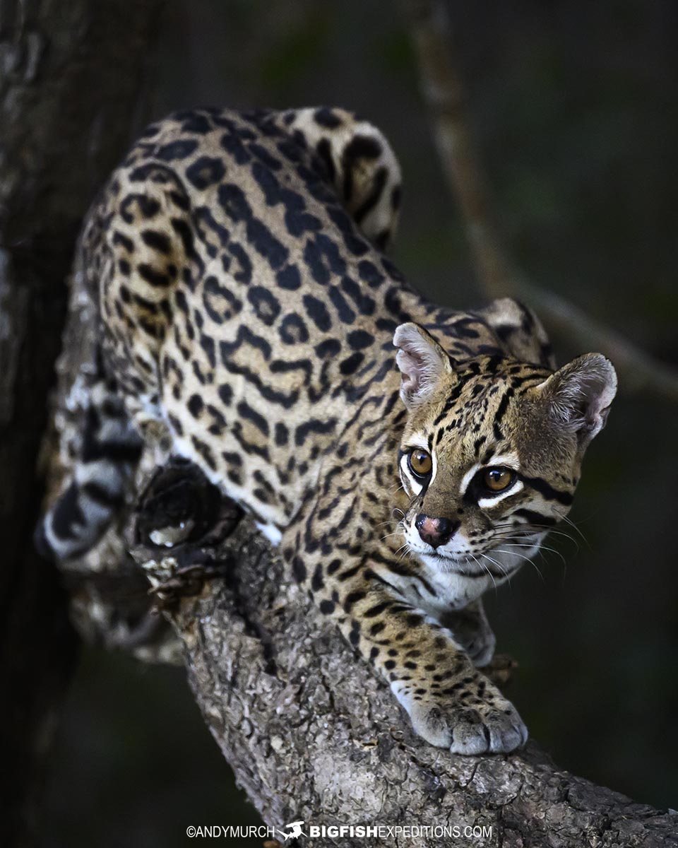 Ocelot encounter in the Brazilian Pantanal.