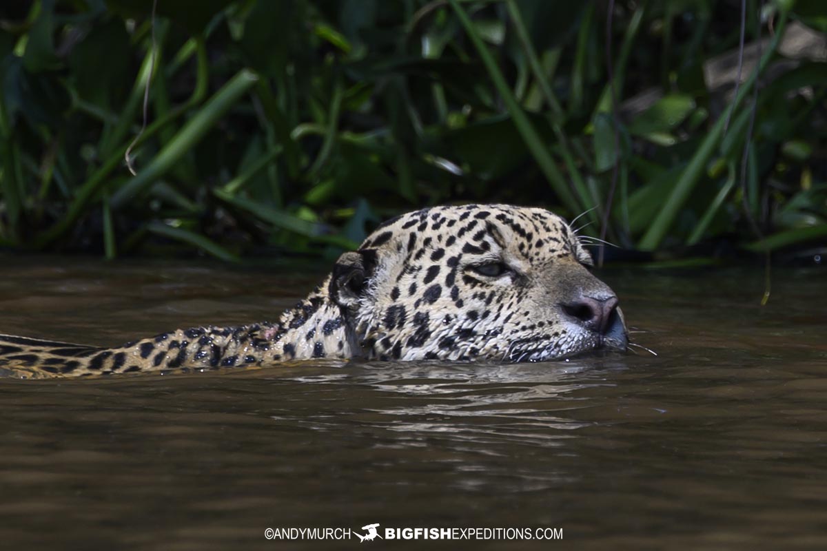 Pantanero hunting