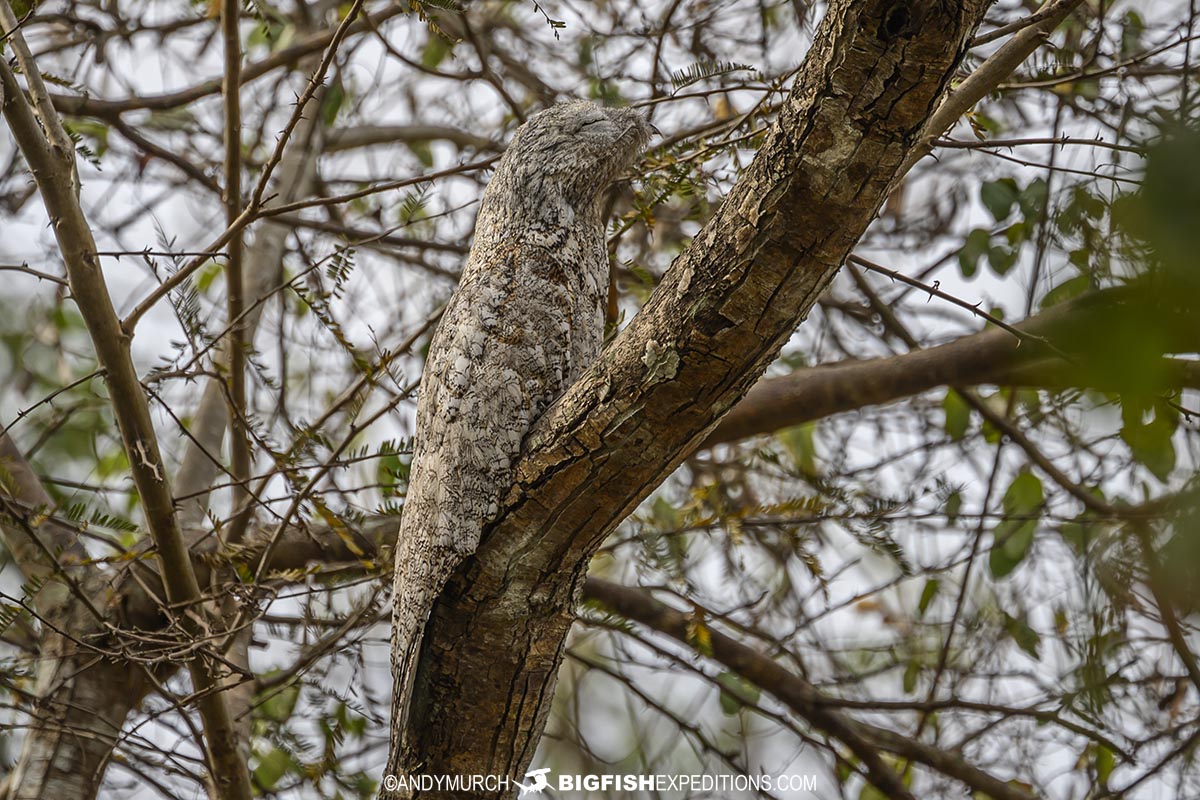 Potoo
