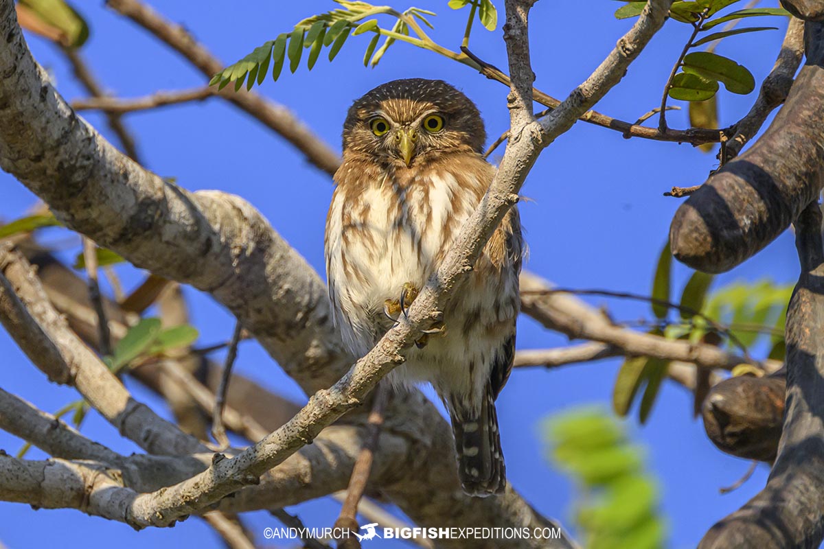 Pygmy Owl