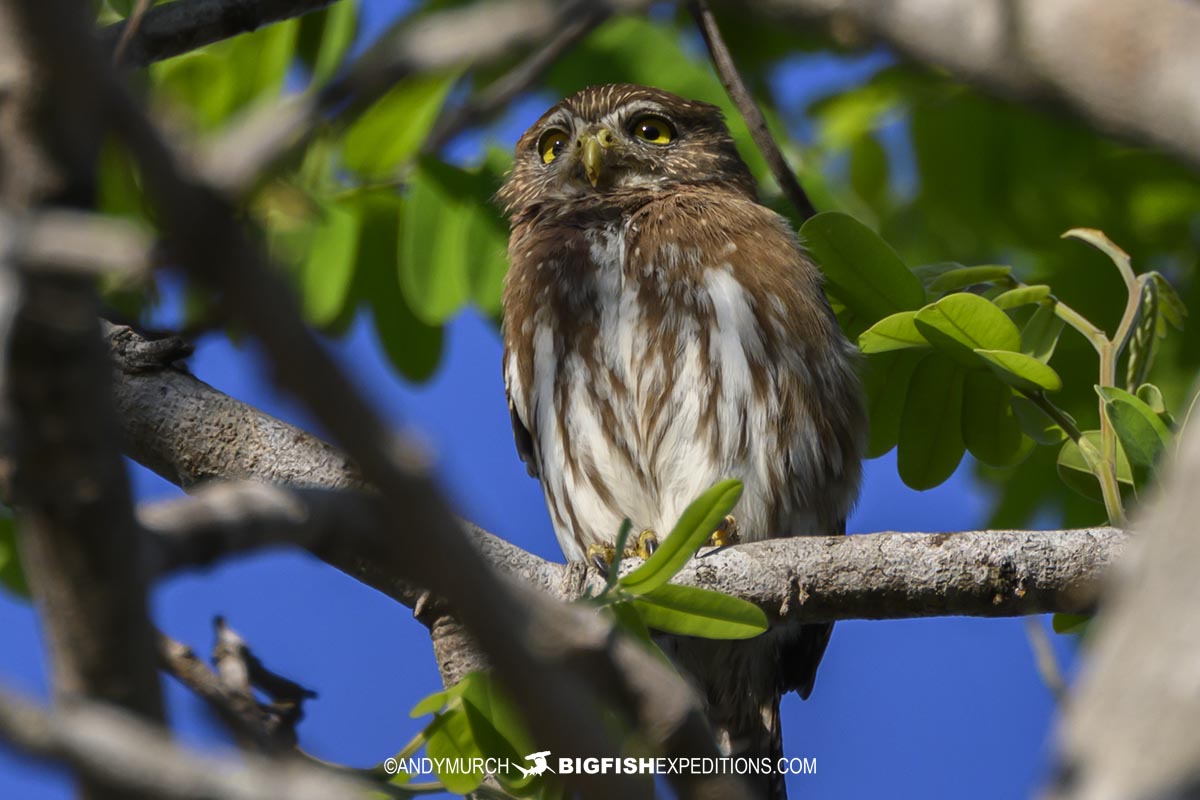 Pygmy Owl. Birding in the Pantanal.