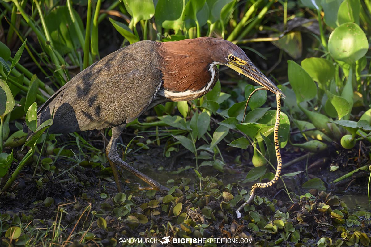 Tiger Heron eating a snake in the Pantanal.