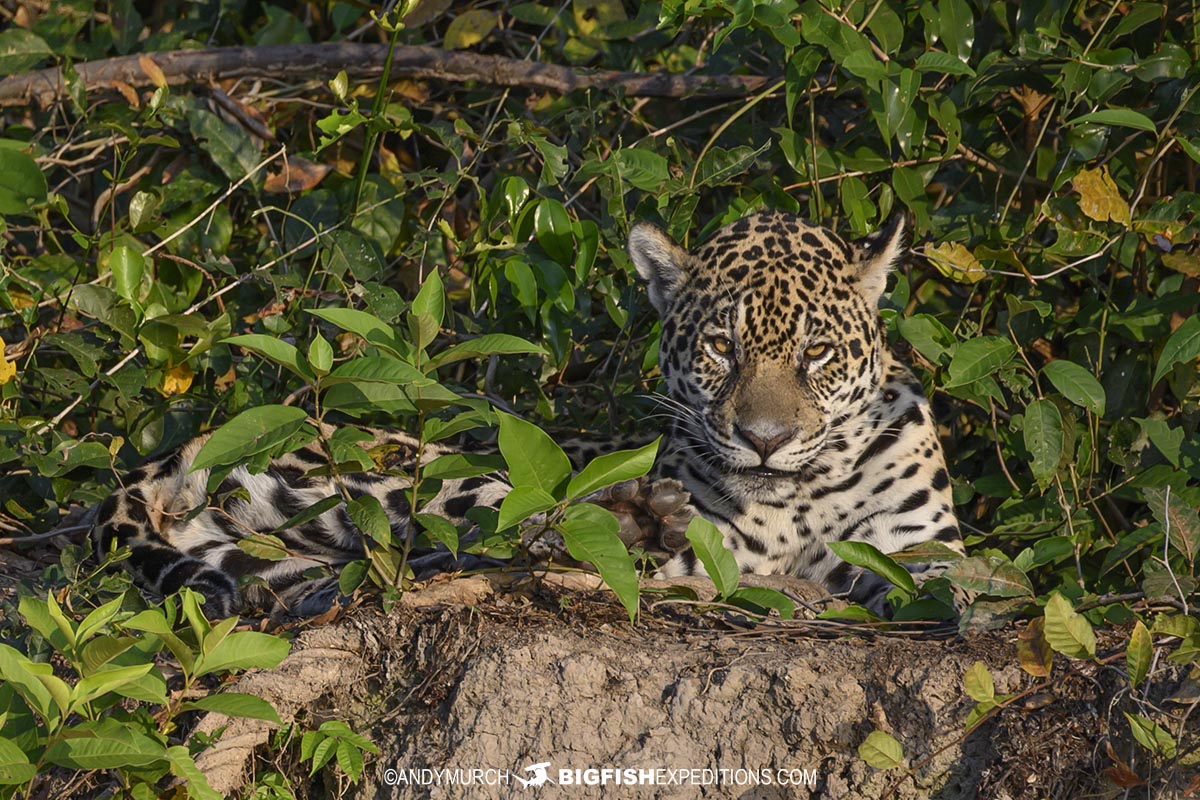 A jaguar named Tingana. Daughter of Ti.