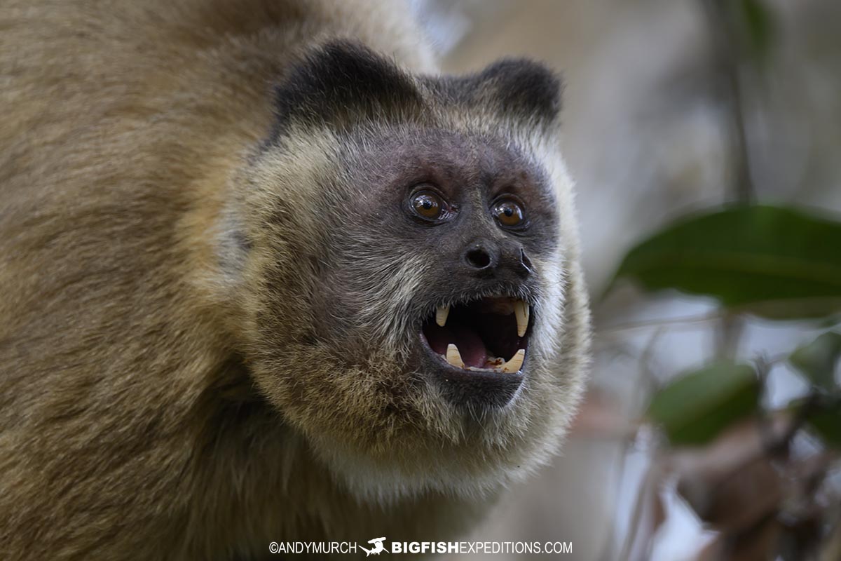 Zara's Capuchin