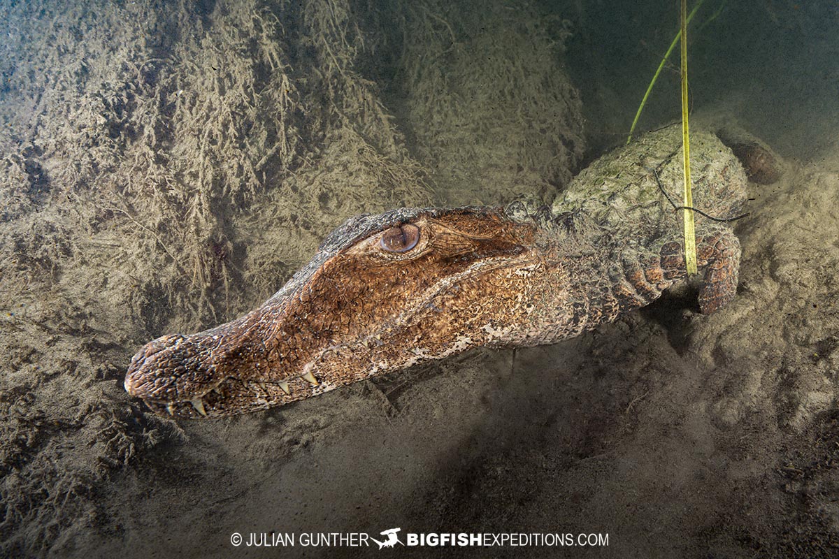 Diving with Cuviers Dwarf Caiman