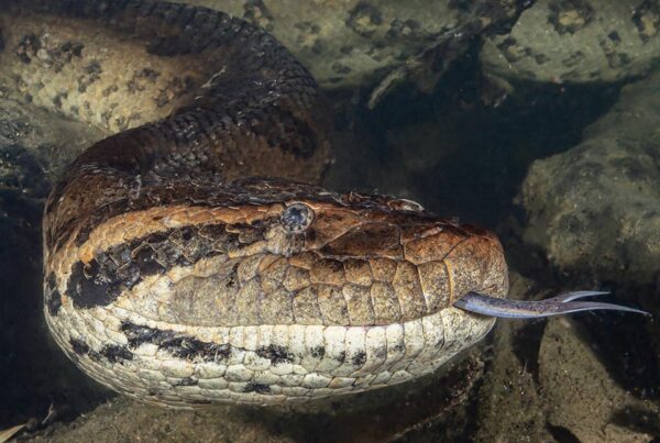 Diving with Anacondas in Brazil.