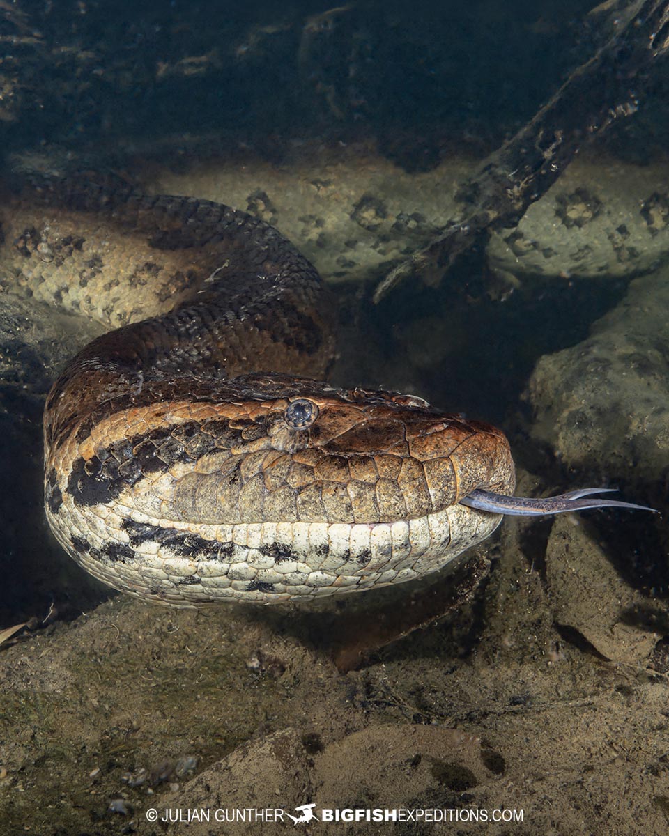 Diving with Anacondas in Brazil.