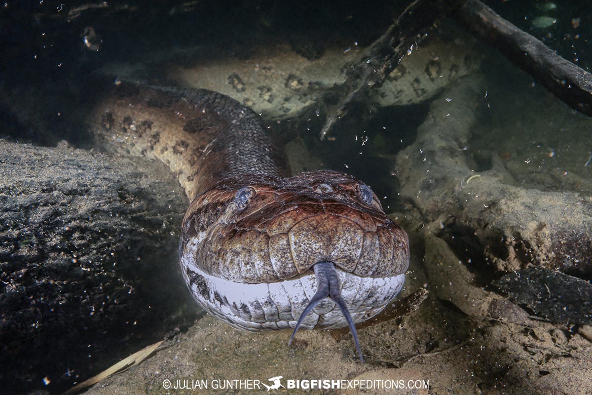 Diving with Anacondas in Brazil.
