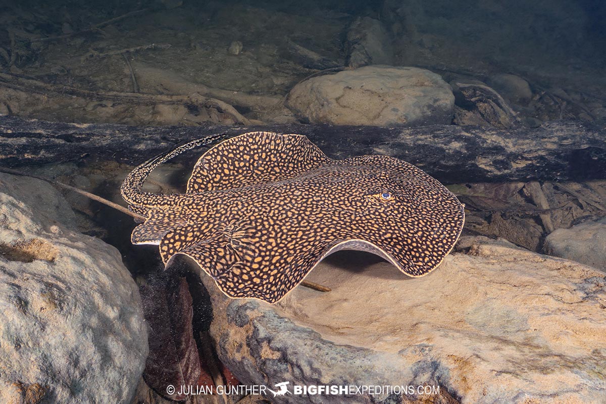 Largespot River Stingrays in the Rio Formoso, Brazil.