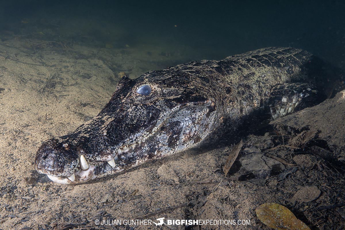 Diving with Jacare Caiman