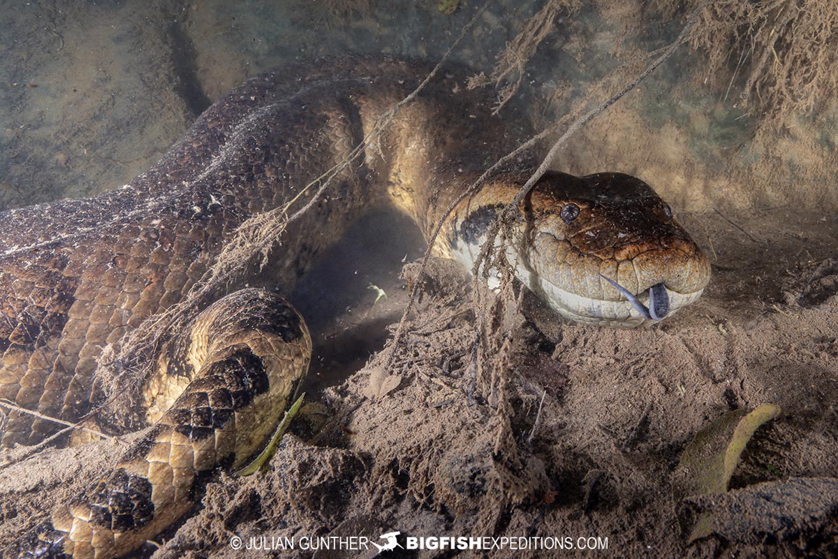 Diving with Anacondas in Brazil.