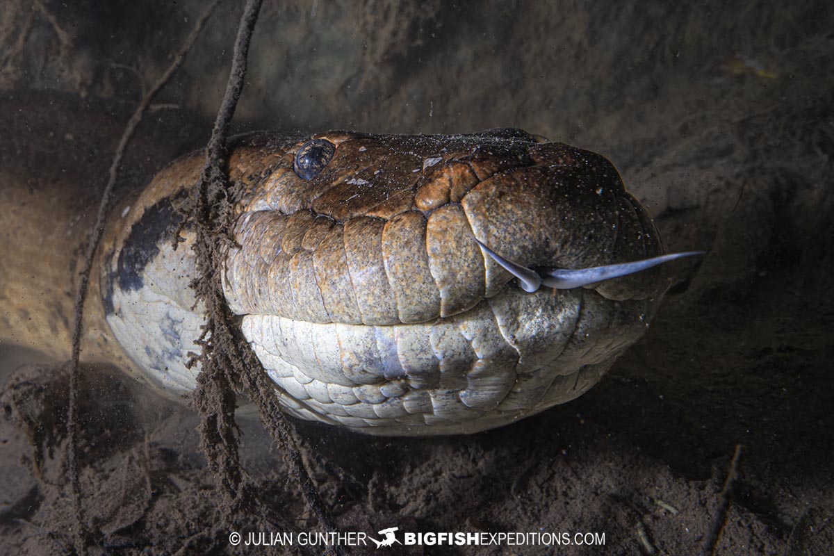 Diving with Anacondas in Brazil.