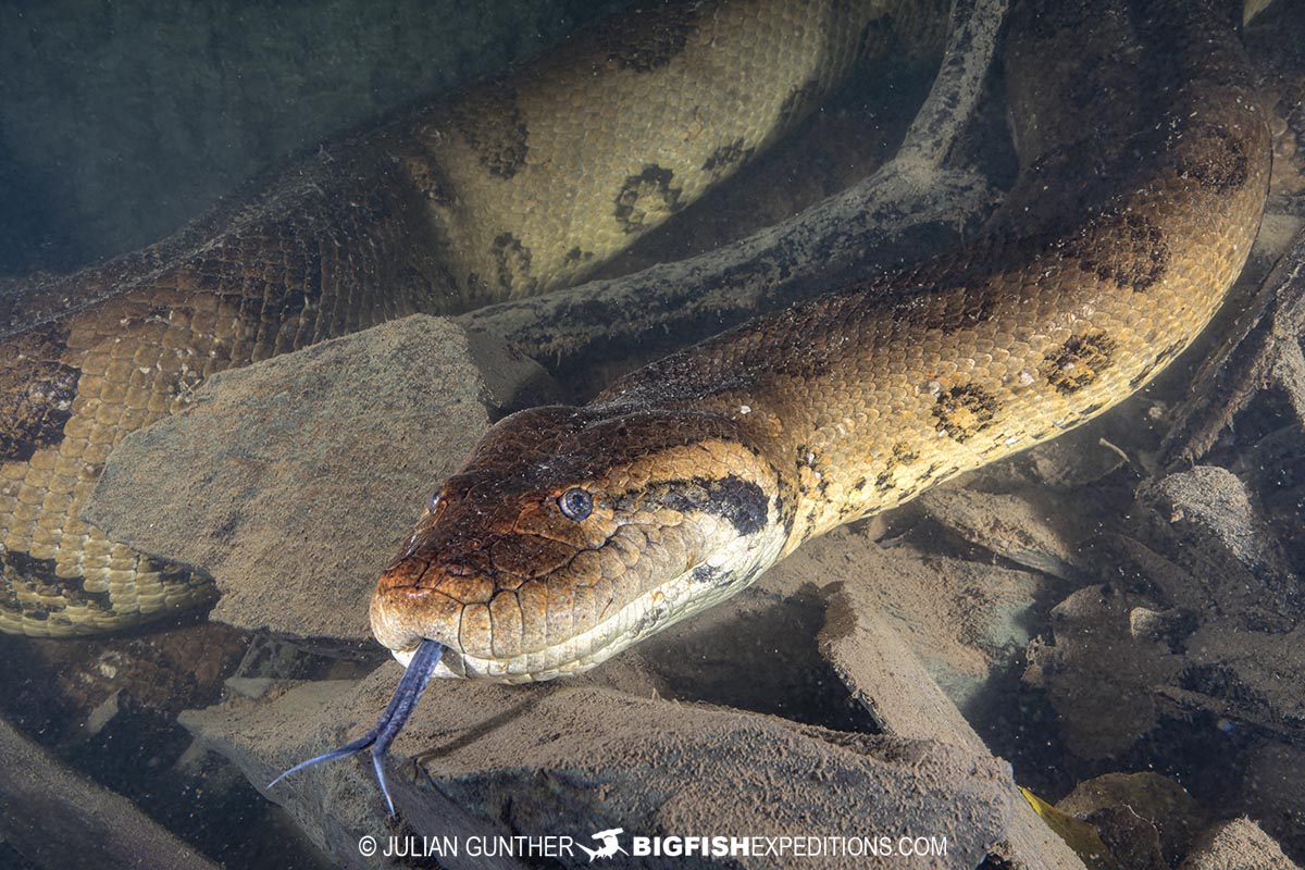 Diving with Anacondas in Brazil.