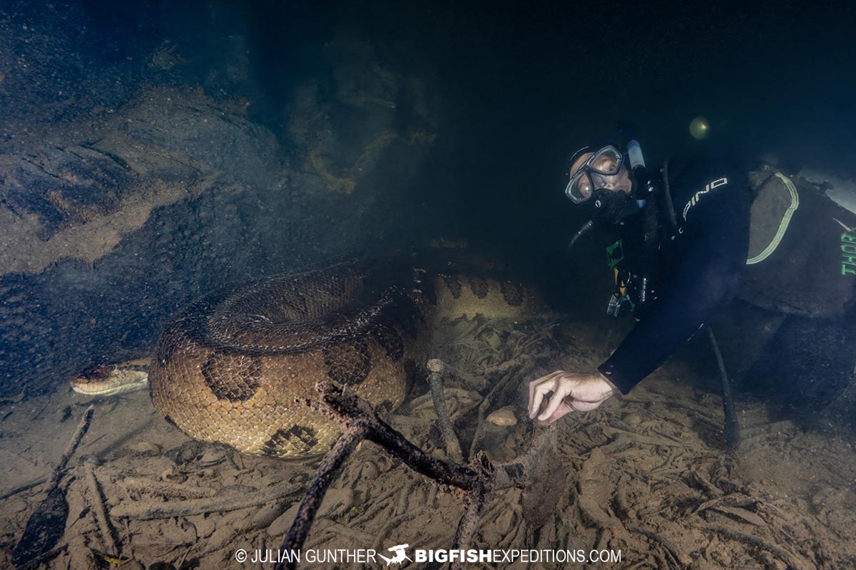 Diving with Anacondas in Brazil.