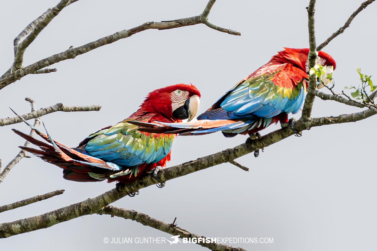 Parrots in Brazil