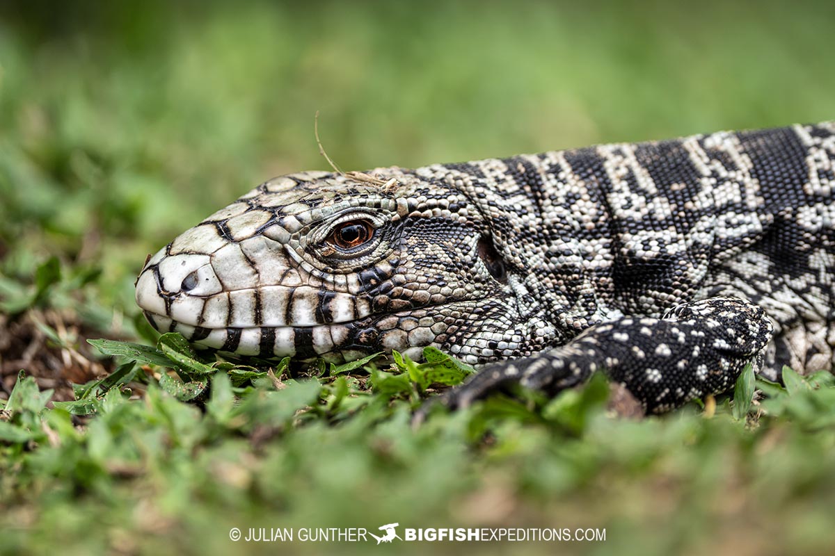 Tegu Lizard in the Brazil
