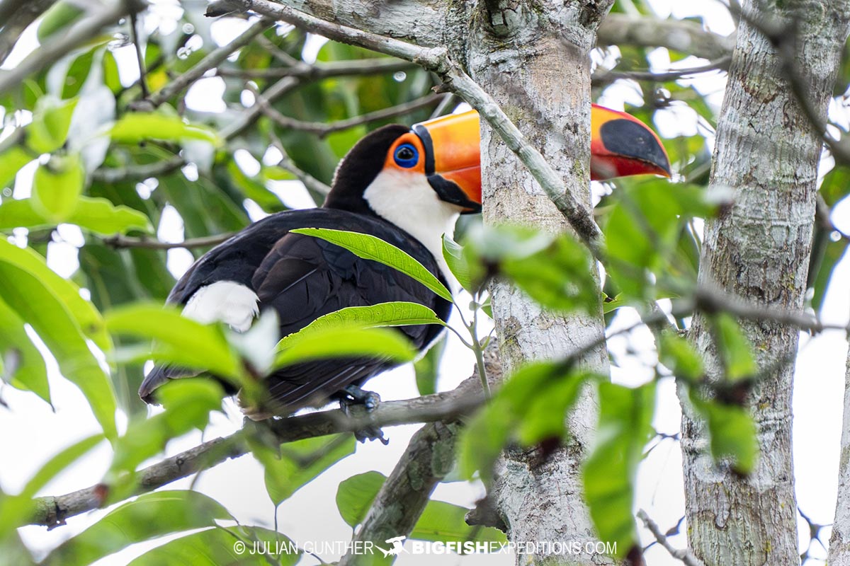 Toucan in Brazil