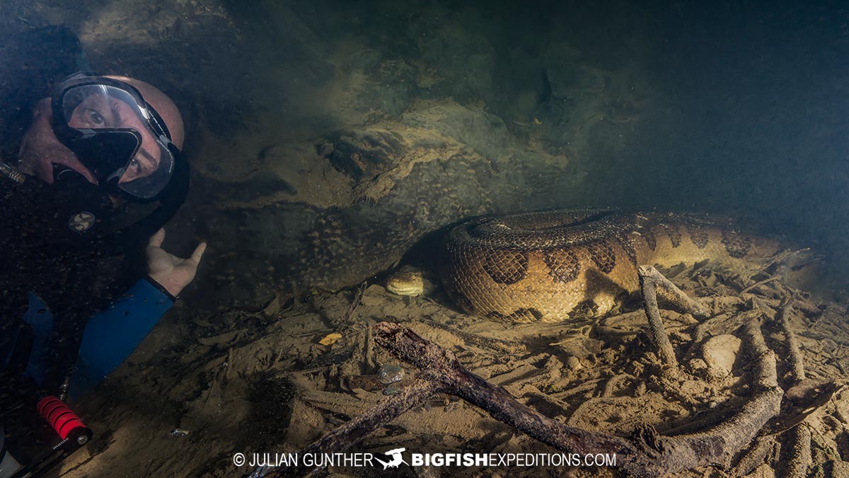Diving with Anacondas in Brazil.