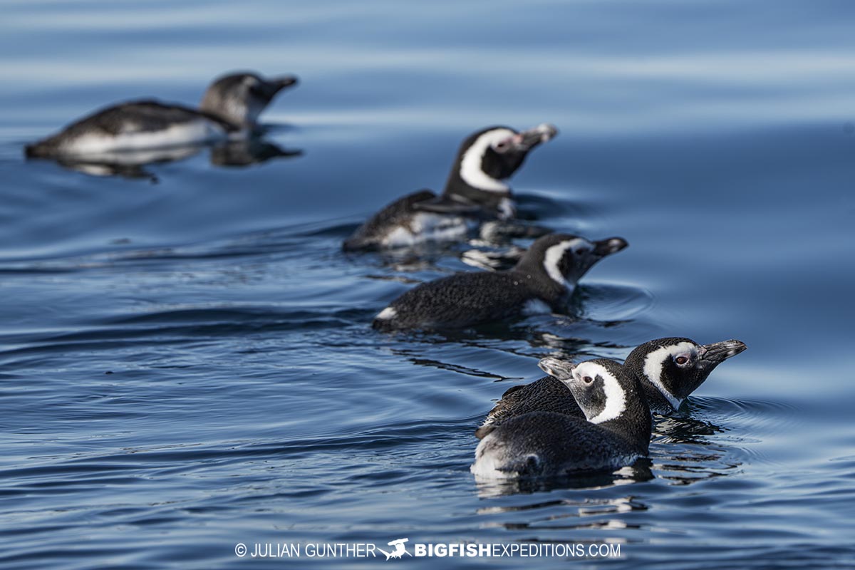 Magellanic penguins