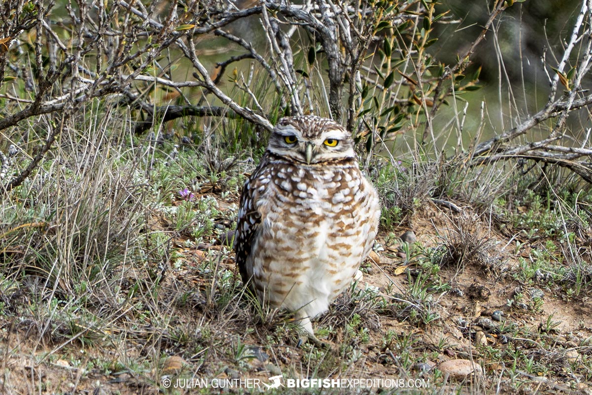 Burrowing Owl on the Valdez Peninula.