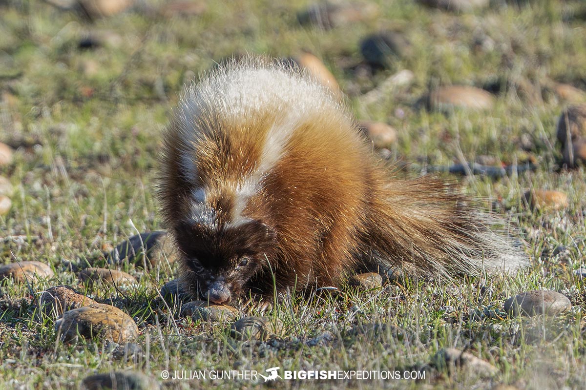 Skunk Patagonia.