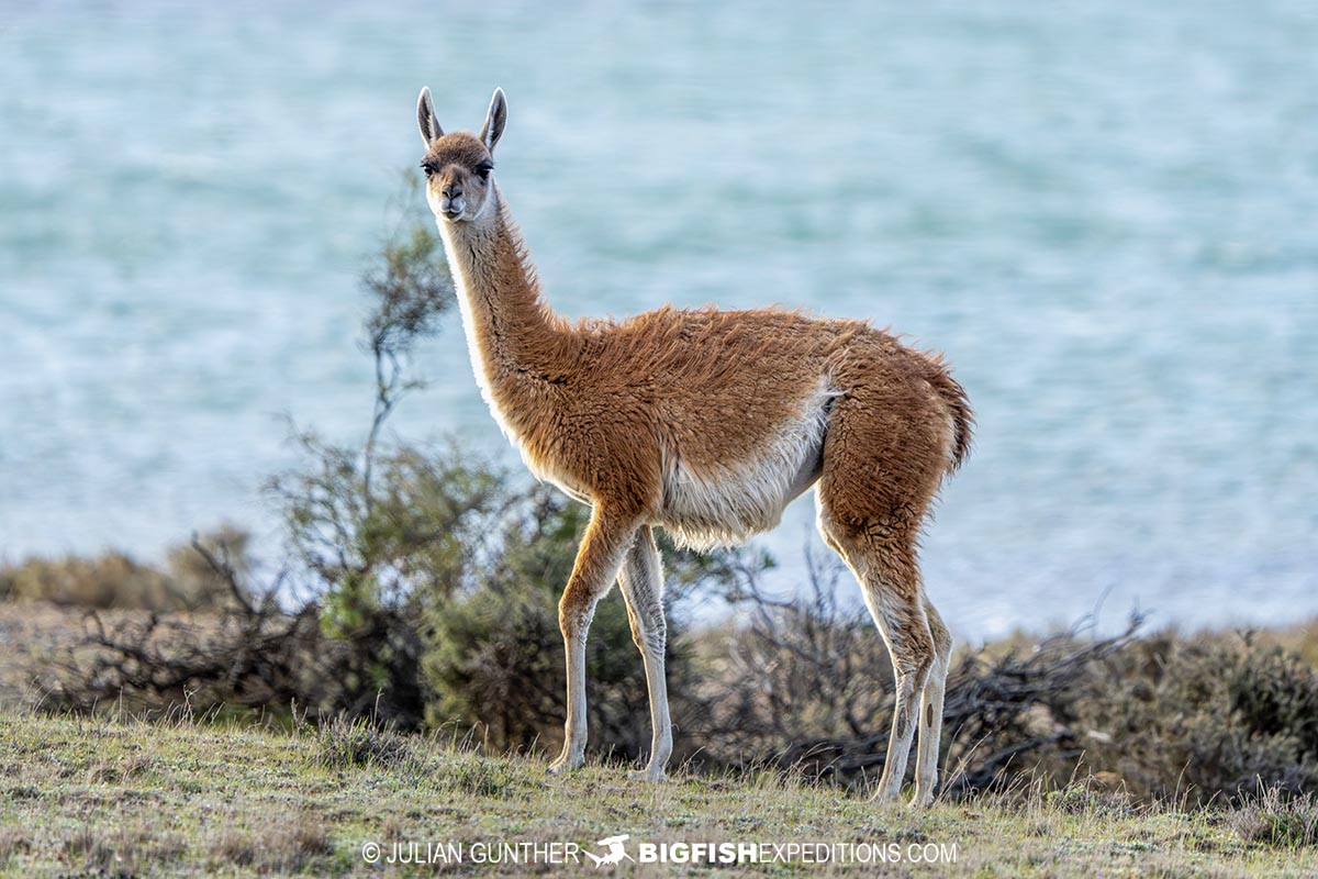 Guanaco Patagonia.