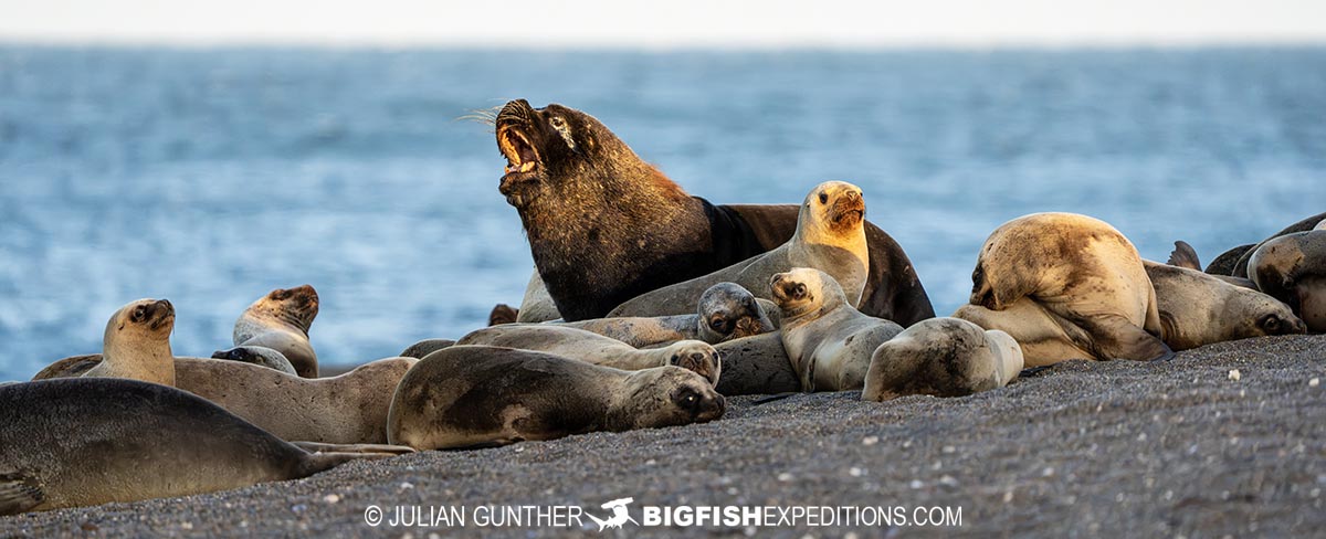 South American Sea Lions on our photography tour in Patagonia.