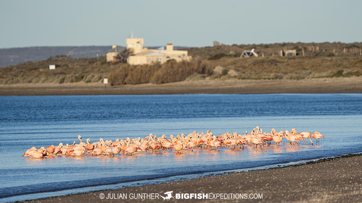 Flamingos in Patagonia.