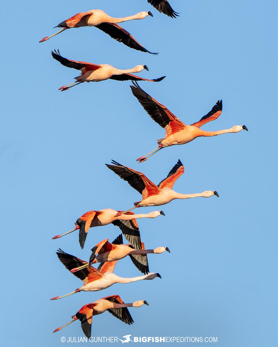 Flamingos in Patagonia.