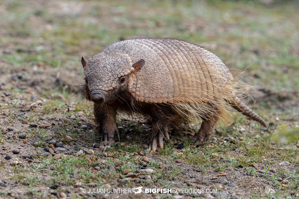Armadillo in Patagonia