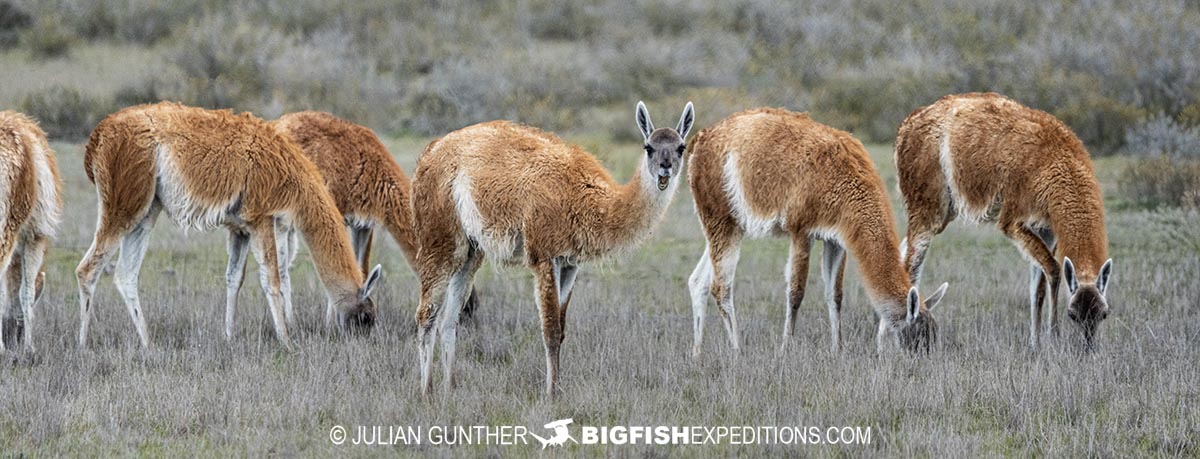 Guanacos on the Valdez Peninula.